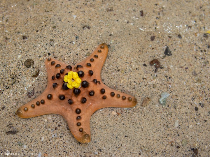 Flower Star