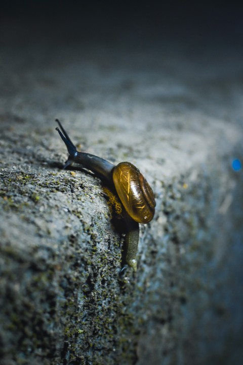 the snail