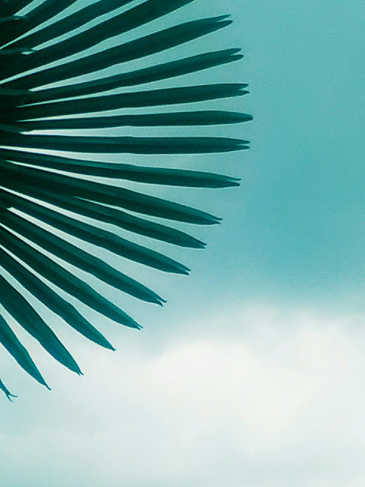 summer palm