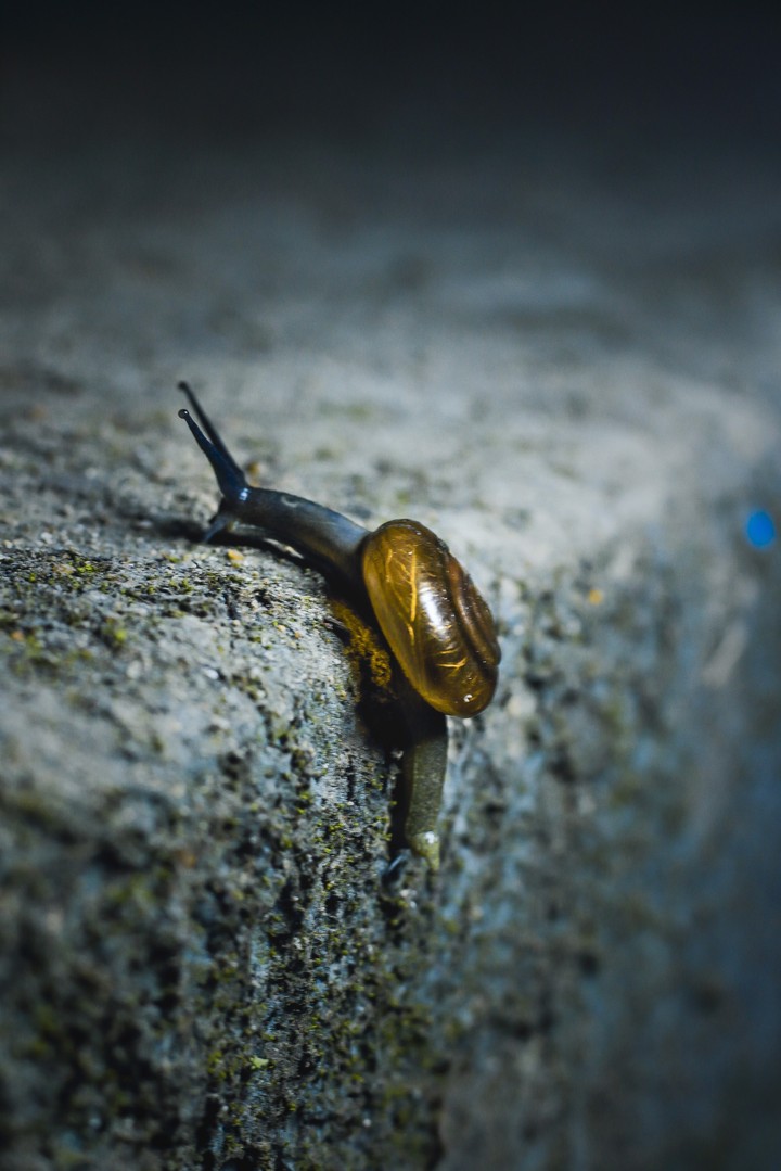the snail