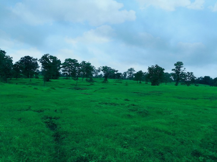 grassland