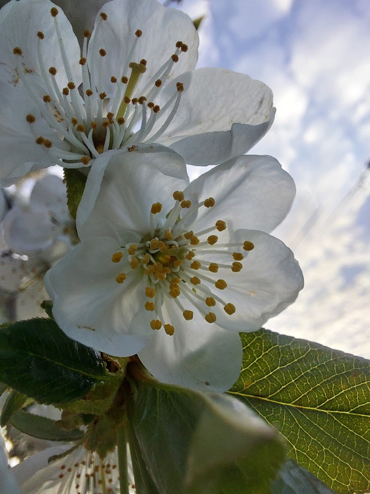 spring