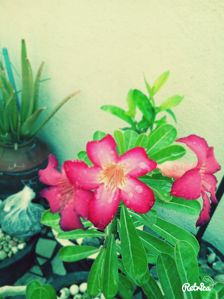 Flower with rain drops