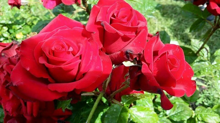 Rosas