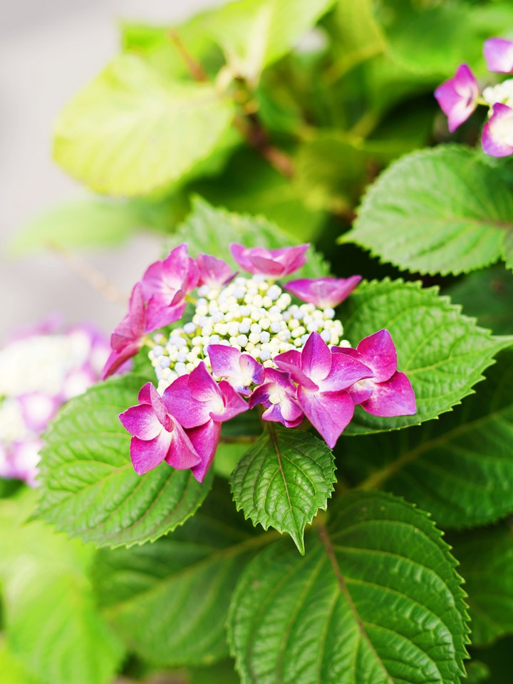 hydrangea