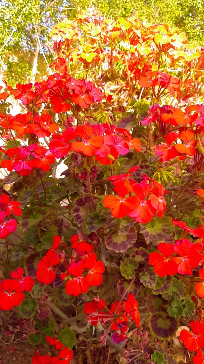 flower