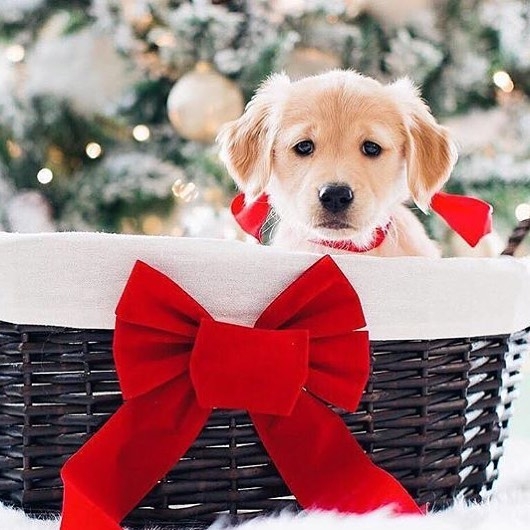 santa comes to town #10days