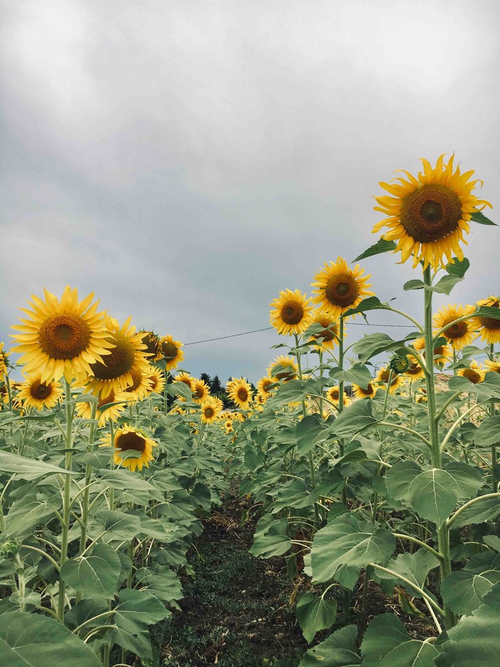 Sunflower