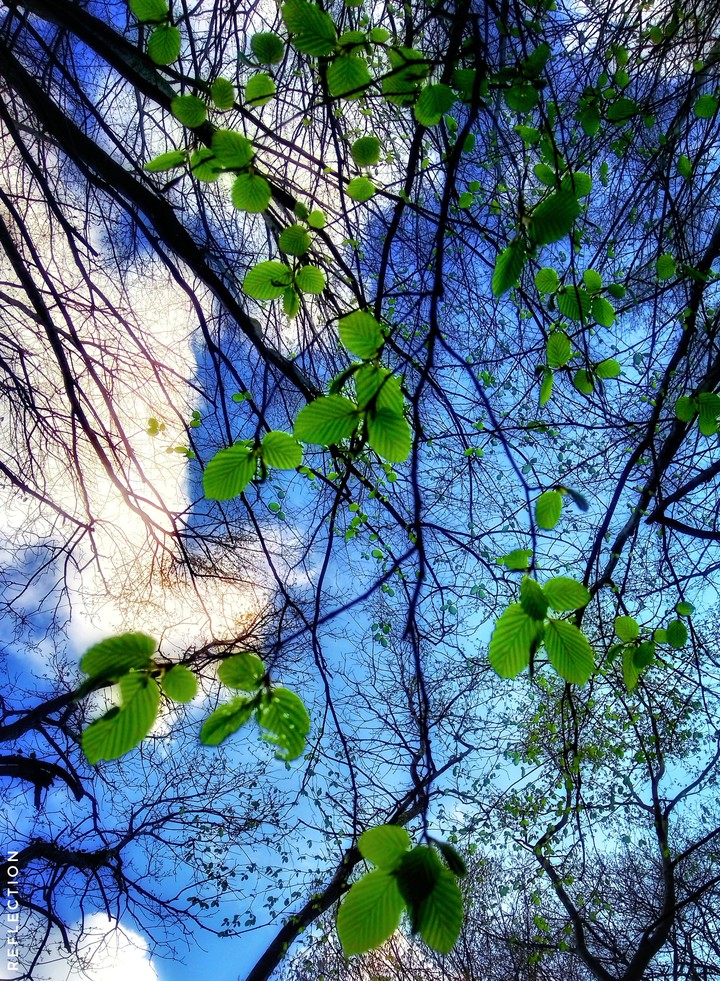 forest