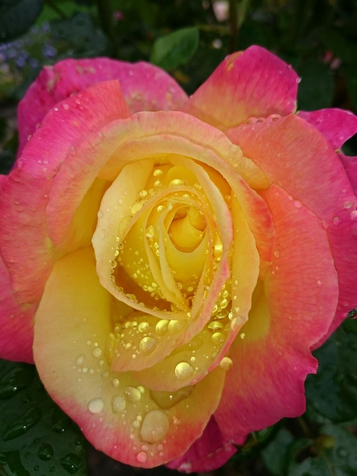 Rose nach dem Regen