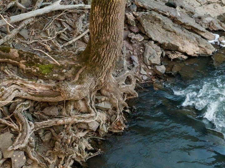 Naked Tree Roots