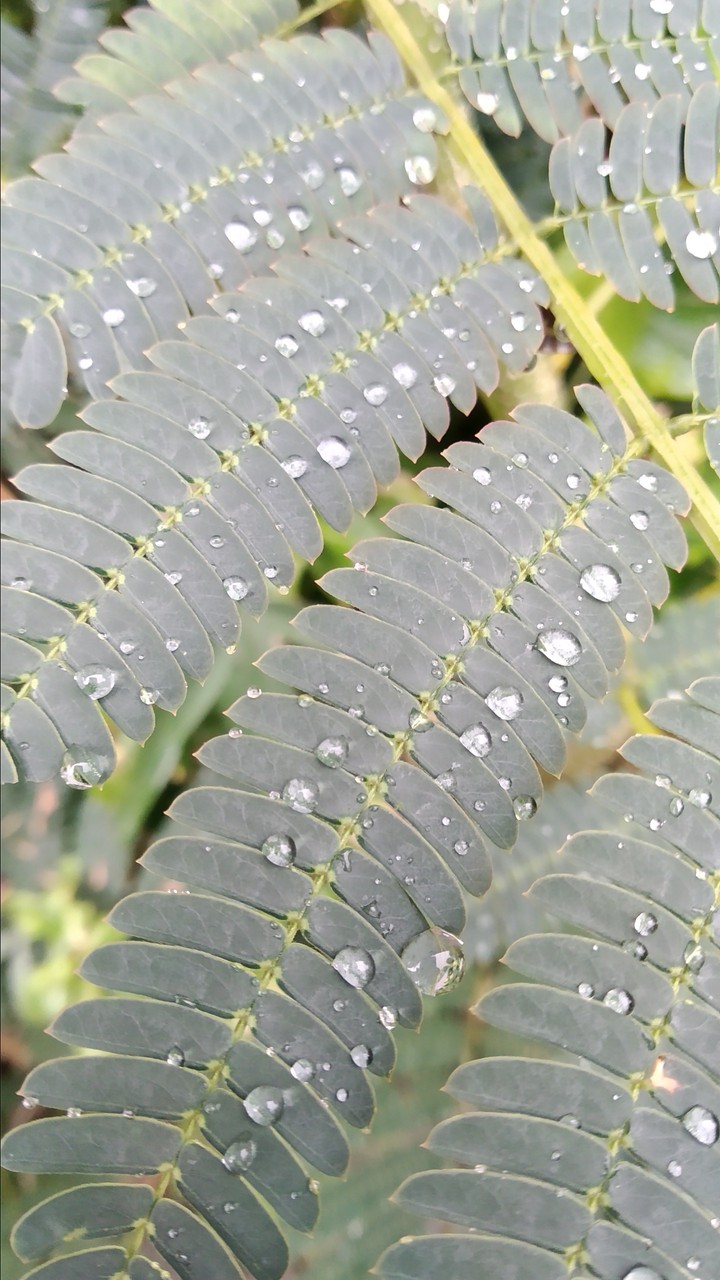 after rain