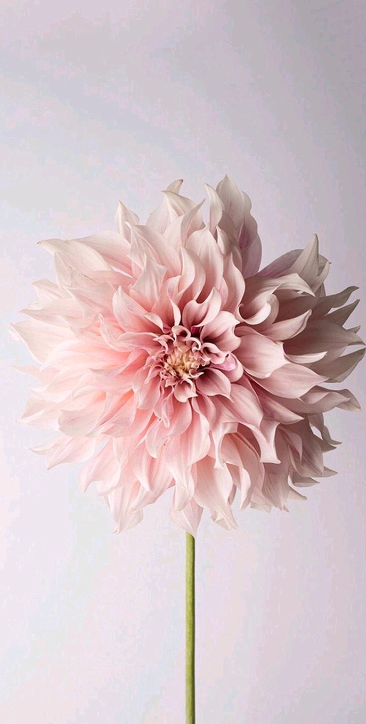 flover