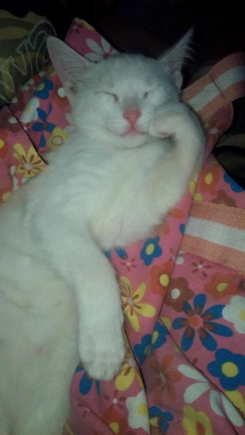 kitten, nose桌布
