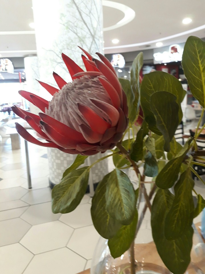Protea.