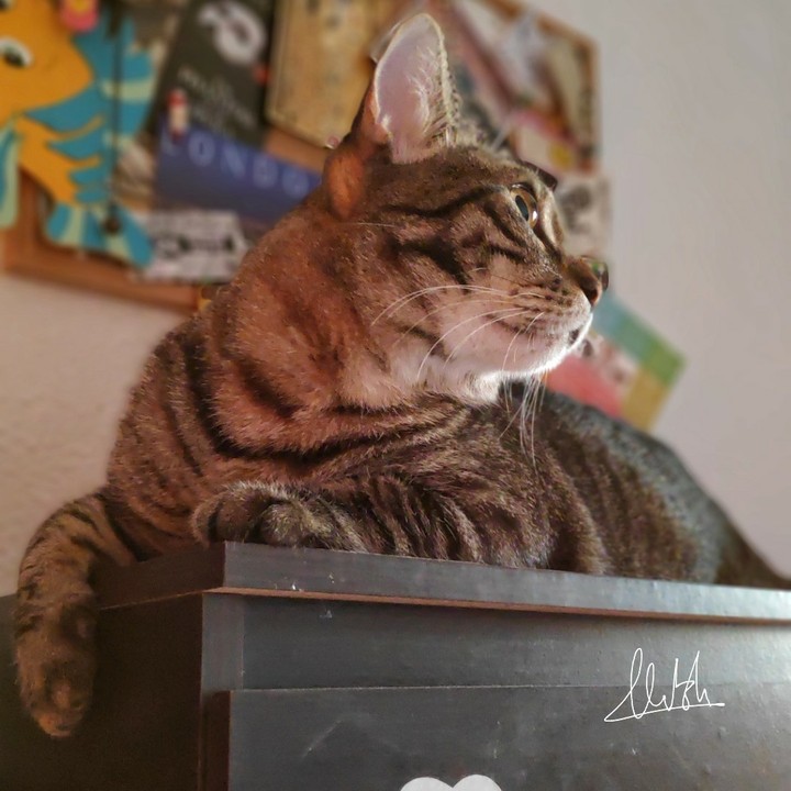 King _ cat of the house