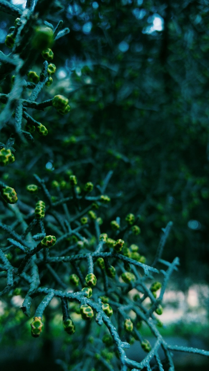 Urmia's Pine