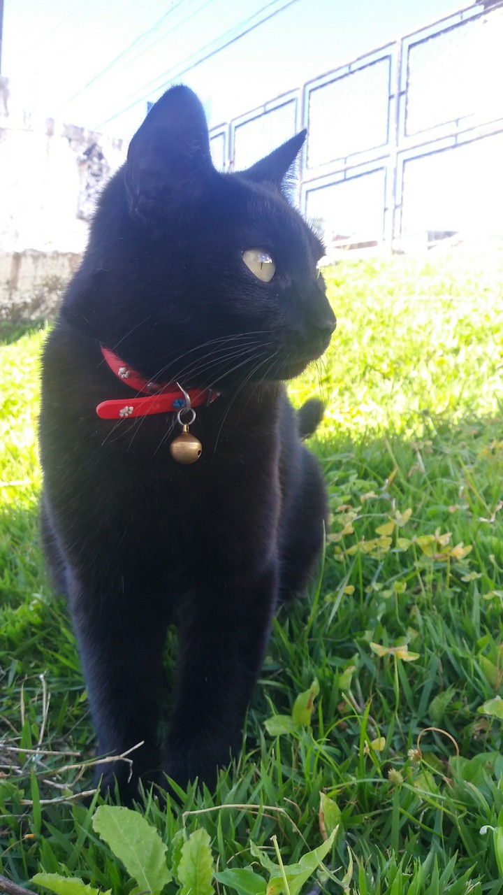 cat