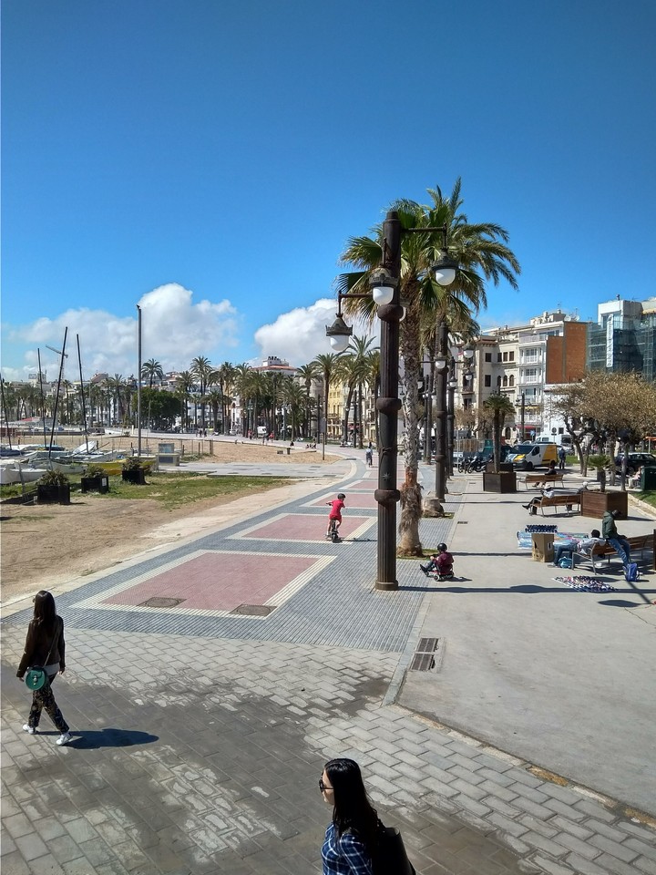 Tree on sitges beach