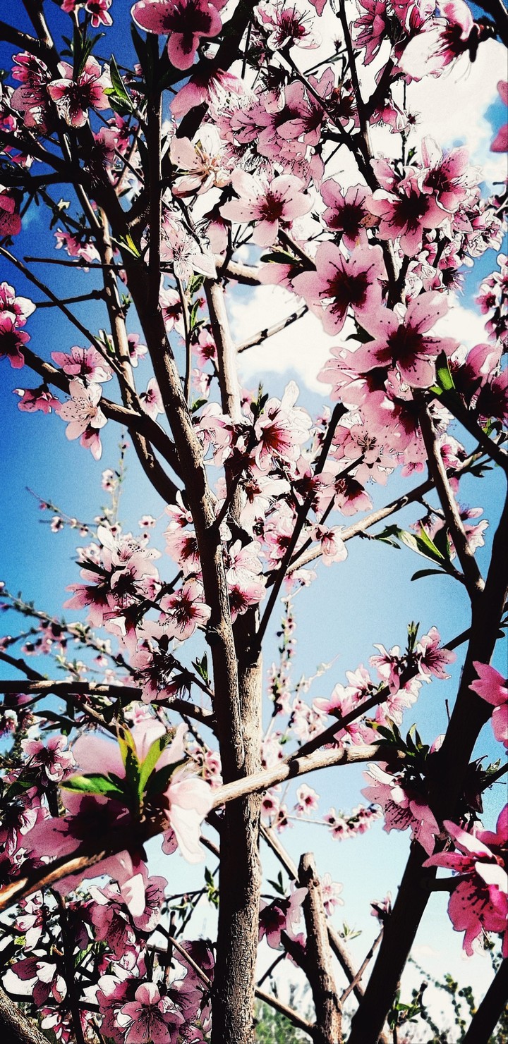 spring4