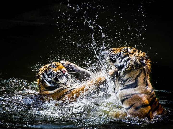 Tiger 4K