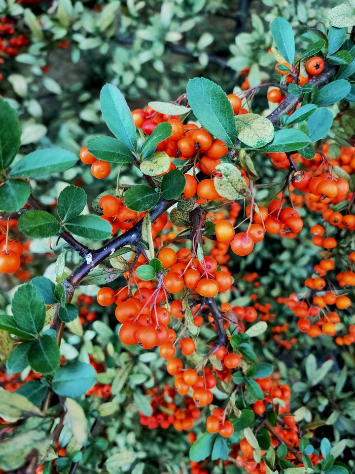 Sorbus Aucuparia