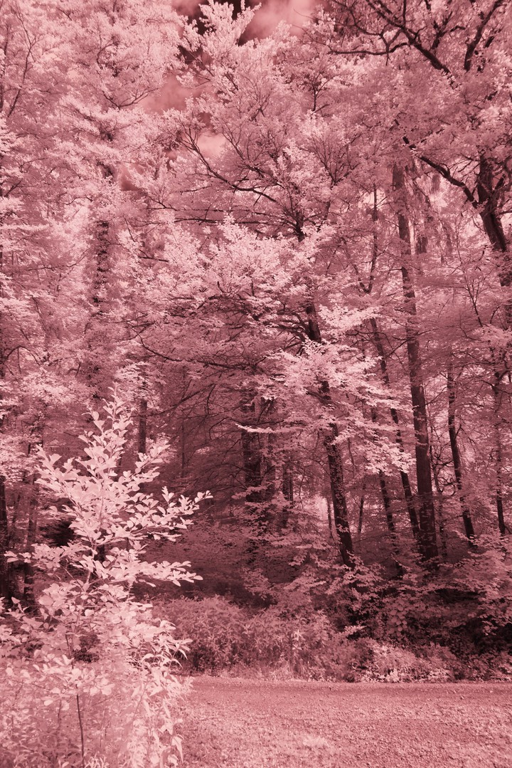 pink forest ❤️
