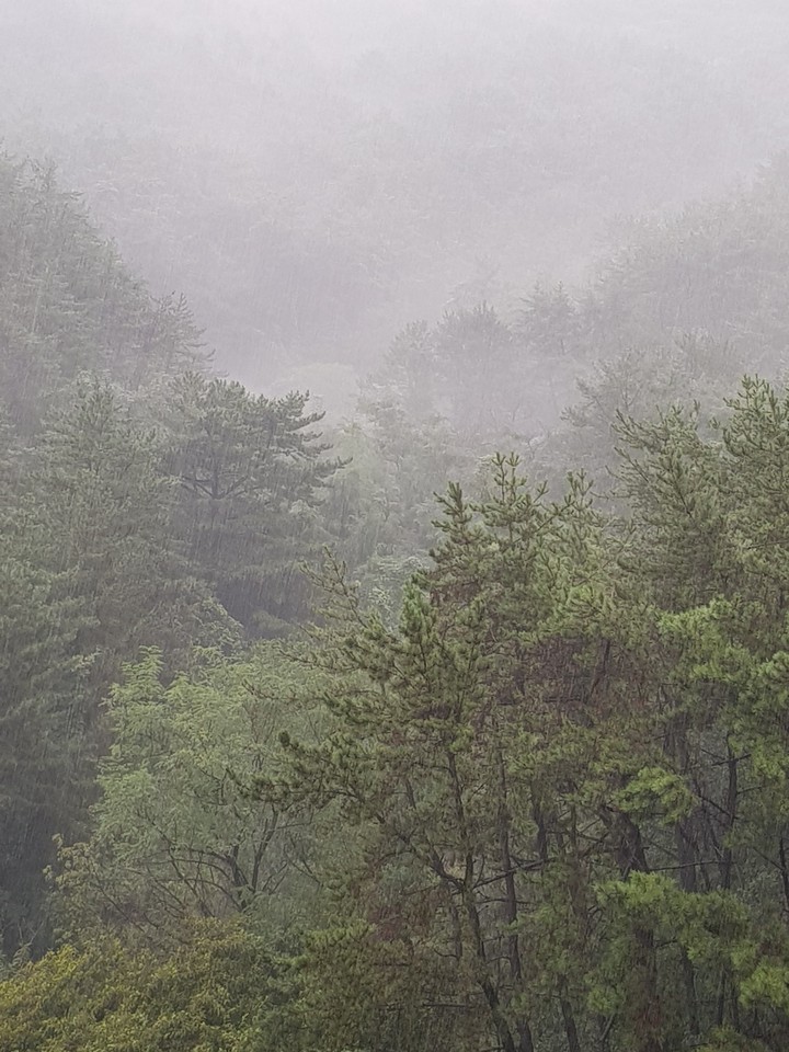 비오는 뒷산
