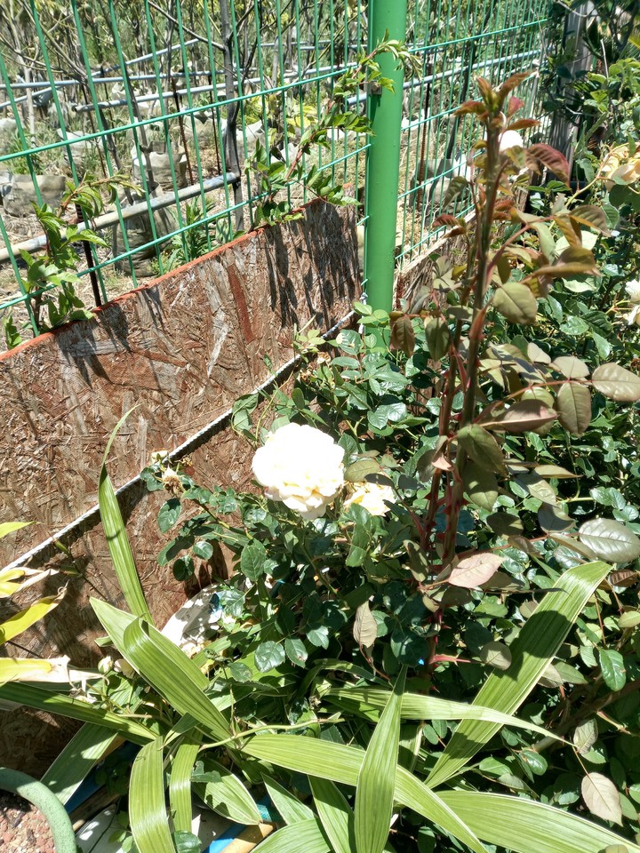 장미