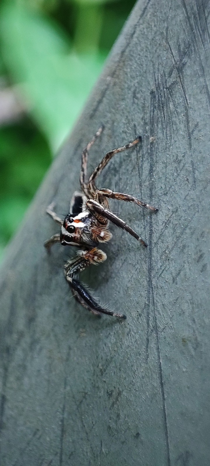 Spider