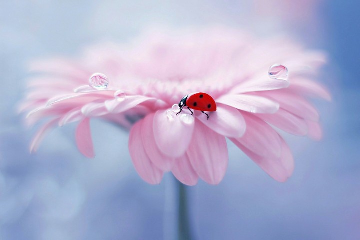Pink flower