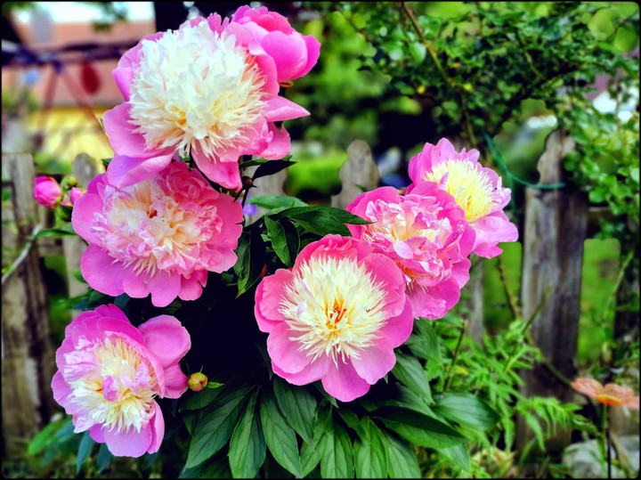 Pfingstrosen aus meinem Garten