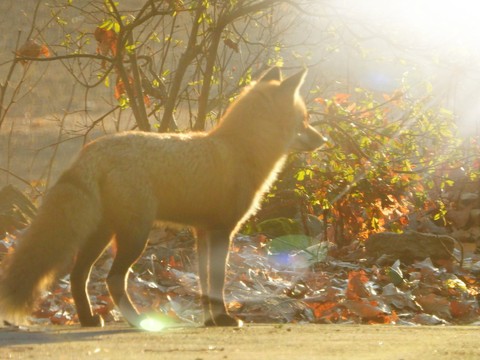 Red Fox