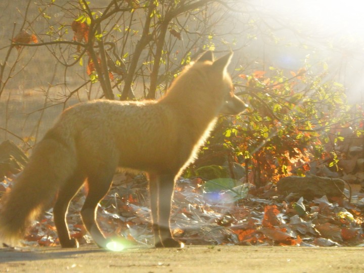 Red Fox