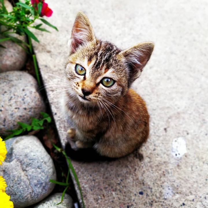 little beauty