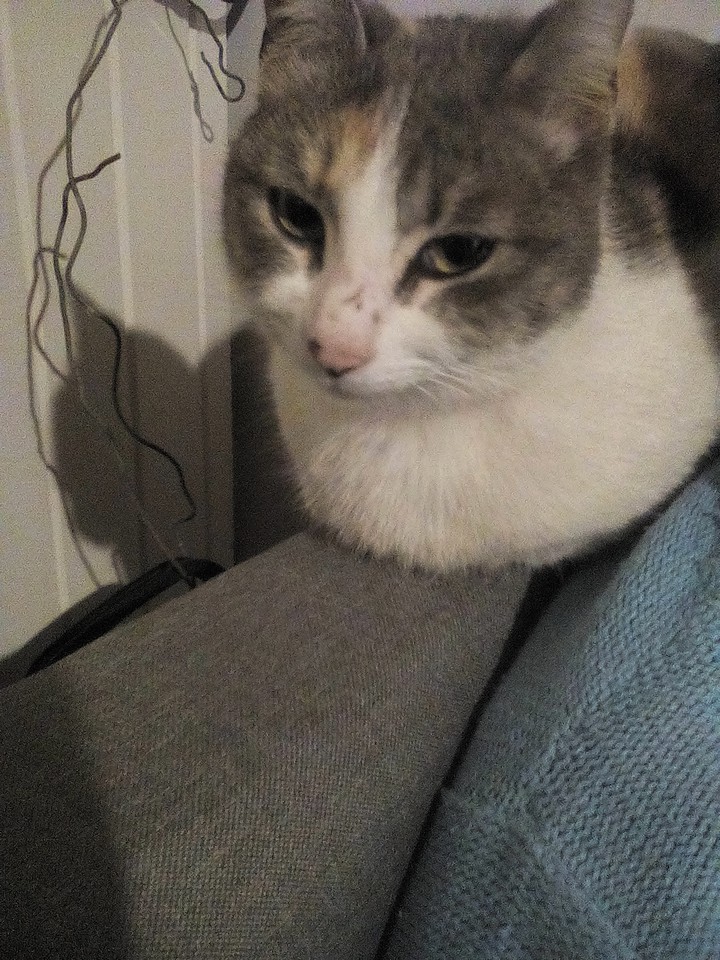 Gatito ?