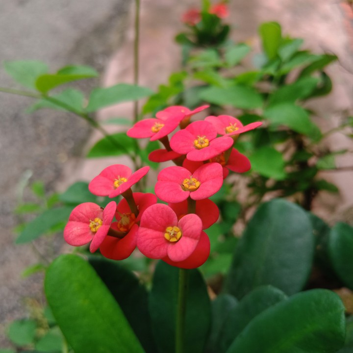 crown of thorns