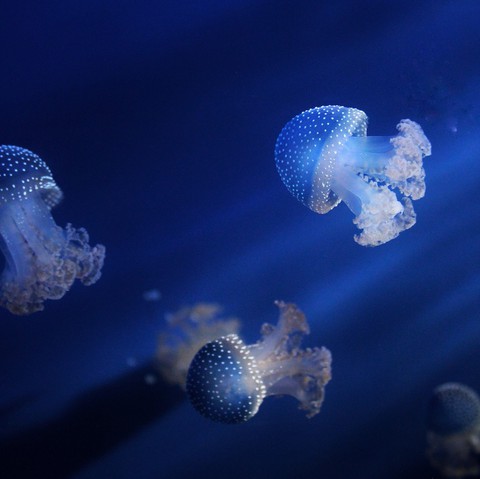 Jellyfish