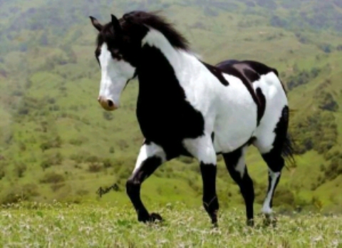 cavalo