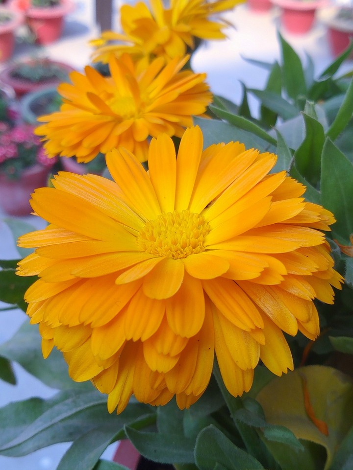 orange flower