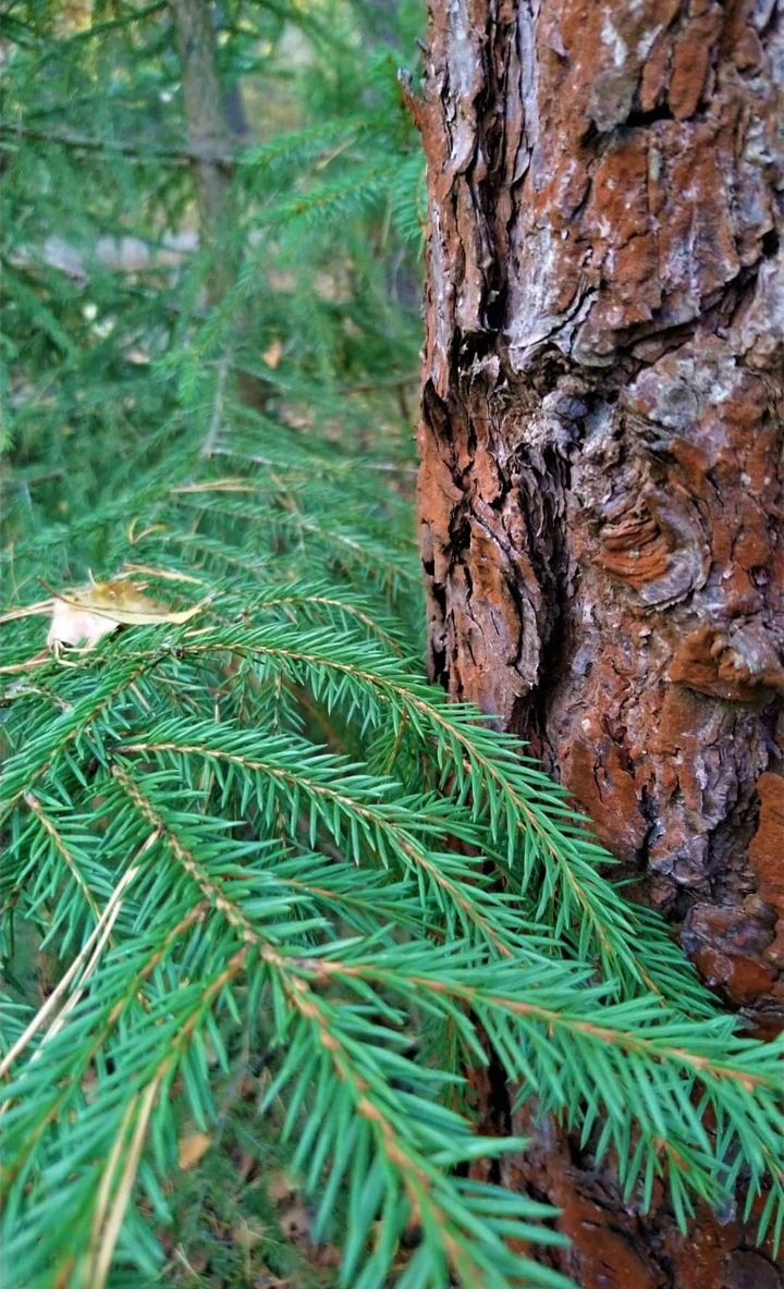 forest