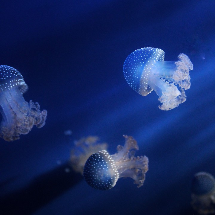 Jellyfish