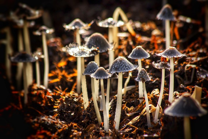 mushroom
