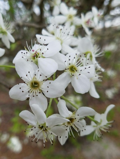 Early Spring Bloom