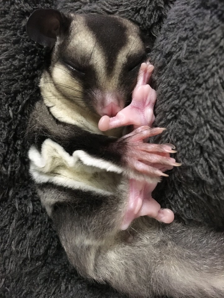 sugar glider 蜜袋鼯