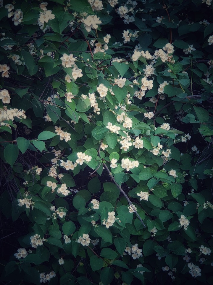 Jasmine
