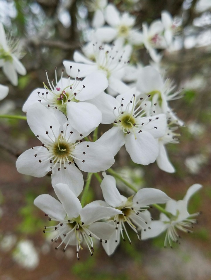 Early Spring Bloom