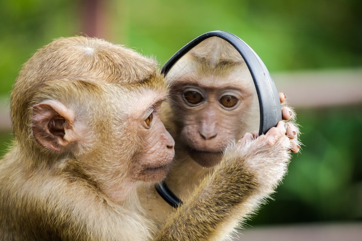CLOSEUP PHOTO OF PRIMATE