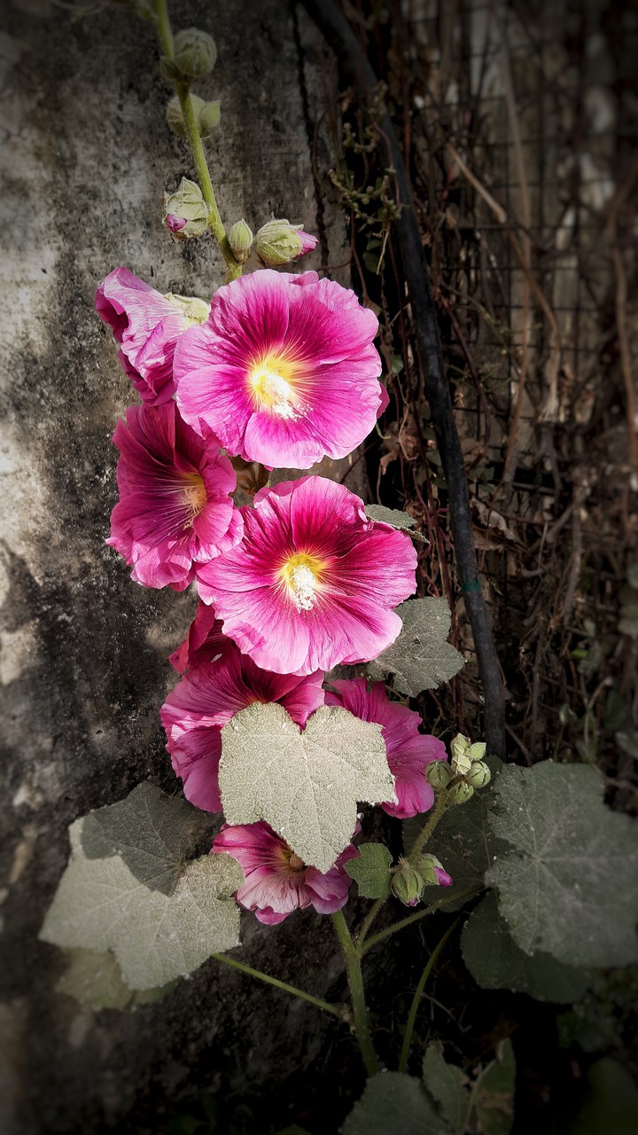 flowers