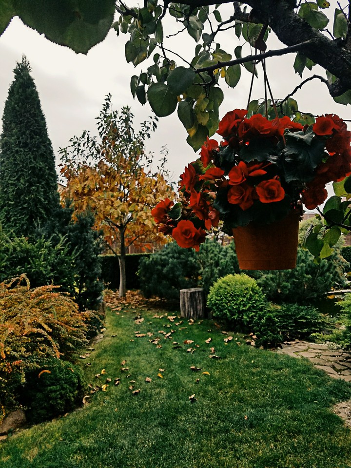 red autumn